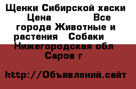 Щенки Сибирской хаски › Цена ­ 18 000 - Все города Животные и растения » Собаки   . Нижегородская обл.,Саров г.